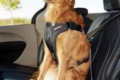 Best Crash-Tested Dog Car Harnesses for Safe Travels My Caring Dog – Tips, Stories, and Care Guides for Loving Pet Owners Best Crash-Tested Dog Car Harnesses for Safe Travels | My Caring Dog – Tips, Stories, and Care Guides for Loving Pet Owners