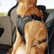 Best Crash-Tested Dog Car Harnesses for Safe Travels | My Caring Dog – Tips, Stories, and Care Guides for Loving Pet Owners
