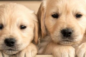 Best Dogs for Car Travel: Breed Guide | My Caring Dog – Tips, Stories, and Care Guides for Loving Pet Owners