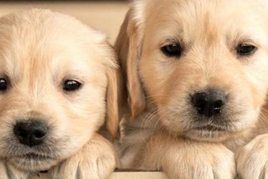 Best Dogs for Car Travel: Breed Guide My Caring Dog – Tips, Stories, and Care Guides for Loving Pet Owners Best Dogs for Car Travel: Breed Guide | My Caring Dog – Tips, Stories, and Care Guides for Loving Pet Owners