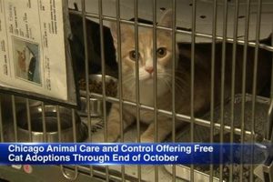 Chicago Animal Care | My Caring Dog – Tips, Stories, and Care Guides for Loving Pet Owners