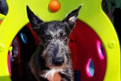 Best Dog Day Care in Colchester | Top Kennels My Caring Dog – Tips, Stories, and Care Guides for Loving Pet Owners Best Dog Day Care in Colchester | Top Kennels | My Caring Dog – Tips, Stories, and Care Guides for Loving Pet Owners