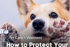 Ultimate Dog Paw Care Guide for Winter | My Caring Dog – Tips, Stories, and Care Guides for Loving Pet Owners