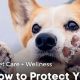 Ultimate Dog Paw Care Guide for Winter | My Caring Dog – Tips, Stories, and Care Guides for Loving Pet Owners