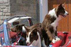 Can Dogs Outgrow Car Sickness? Tips & Tricks My Caring Dog – Tips, Stories, and Care Guides for Loving Pet Owners Can Dogs Outgrow Car Sickness? Tips & Tricks | My Caring Dog – Tips, Stories, and Care Guides for Loving Pet Owners