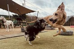 Top Dog Day Care in Oak Lawn, IL My Caring Dog – Tips, Stories, and Care Guides for Loving Pet Owners Top Dog Day Care in Oak Lawn, IL | My Caring Dog – Tips, Stories, and Care Guides for Loving Pet Owners
