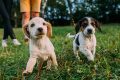 Top Puppy Sites for Your Car Dog My Caring Dog – Tips, Stories, and Care Guides for Loving Pet Owners Top Puppy Sites for Your Car Dog | My Caring Dog – Tips, Stories, and Care Guides for Loving Pet Owners