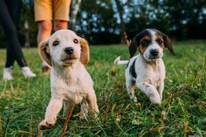 Top Puppy Sites for Your Car Dog My Caring Dog – Tips, Stories, and Care Guides for Loving Pet Owners Top Puppy Sites for Your Car Dog | My Caring Dog – Tips, Stories, and Care Guides for Loving Pet Owners