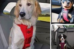 Top 5 Best Dog Harnesses for Safe Car Rides My Caring Dog – Tips, Stories, and Care Guides for Loving Pet Owners Top 5 Best Dog Harnesses for Safe Car Rides | My Caring Dog – Tips, Stories, and Care Guides for Loving Pet Owners