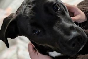 Adopt a Dog in Tilton: CARA Animal Rescue My Caring Dog – Tips, Stories, and Care Guides for Loving Pet Owners Adopt a Dog in Tilton: CARA Animal Rescue | My Caring Dog – Tips, Stories, and Care Guides for Loving Pet Owners