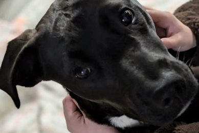 Adopt a Dog in Tilton: CARA Animal Rescue My Caring Dog – Tips, Stories, and Care Guides for Loving Pet Owners Adopt a Dog in Tilton: CARA Animal Rescue | My Caring Dog – Tips, Stories, and Care Guides for Loving Pet Owners