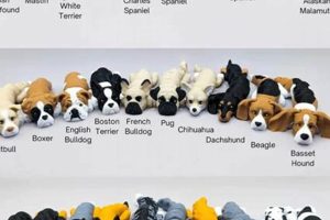 Best Dogs for Sale in STL: Car-Friendly Breeds My Caring Dog – Tips, Stories, and Care Guides for Loving Pet Owners Best Dogs for Sale in STL: Car-Friendly Breeds | My Caring Dog – Tips, Stories, and Care Guides for Loving Pet Owners