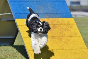 Canine Organizations My Caring Dog – Tips, Stories, and Care Guides for Loving Pet Owners Canine Organizations | My Caring Dog – Tips, Stories, and Care Guides for Loving Pet Owners