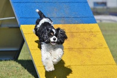 Canine Organizations My Caring Dog – Tips, Stories, and Care Guides for Loving Pet Owners Canine Organizations | My Caring Dog – Tips, Stories, and Care Guides for Loving Pet Owners