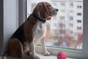 The Ultimate Guide to Apartment Dog Care My Caring Dog – Tips, Stories, and Care Guides for Loving Pet Owners The Ultimate Guide to Apartment Dog Care | My Caring Dog – Tips, Stories, and Care Guides for Loving Pet Owners
