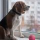 The Ultimate Guide to Apartment Dog Care | My Caring Dog – Tips, Stories, and Care Guides for Loving Pet Owners
