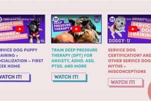 Find & Apply for Service Dogs Online My Caring Dog – Tips, Stories, and Care Guides for Loving Pet Owners Find & Apply for Service Dogs Online | My Caring Dog – Tips, Stories, and Care Guides for Loving Pet Owners