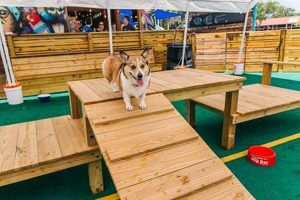 Top Dog Day Care in St. Petersburg, FL | My Caring Dog – Tips, Stories, and Care Guides for Loving Pet Owners