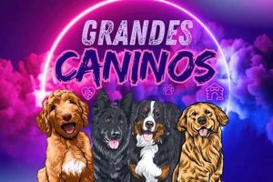 Caninos.com My Caring Dog – Tips, Stories, and Care Guides for Loving Pet Owners Caninos.com | My Caring Dog – Tips, Stories, and Care Guides for Loving Pet Owners