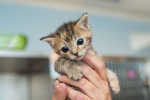 Best Cat Care & Rescue Inc. Near You | My Caring Dog – Tips, Stories, and Care Guides for Loving Pet Owners