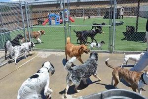 Best Dog Day Care in Denver, CO: Top Centers My Caring Dog – Tips, Stories, and Care Guides for Loving Pet Owners Best Dog Day Care in Denver, CO: Top Centers | My Caring Dog – Tips, Stories, and Care Guides for Loving Pet Owners