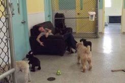 Top Dog Day Care in Syracuse, NY My Caring Dog – Tips, Stories, and Care Guides for Loving Pet Owners Top Dog Day Care in Syracuse, NY | My Caring Dog – Tips, Stories, and Care Guides for Loving Pet Owners
