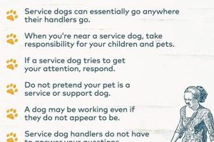 Getting a Service Animal: A Complete Guide | My Caring Dog – Tips, Stories, and Care Guides for Loving Pet Owners