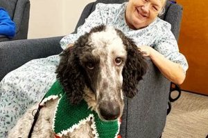 Best Canines for Therapy: Proven Benefits | My Caring Dog – Tips, Stories, and Care Guides for Loving Pet Owners