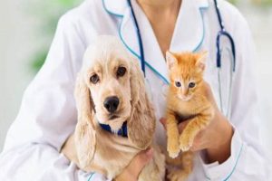 Best Dog Health Care Insurance Plans & Quotes My Caring Dog – Tips, Stories, and Care Guides for Loving Pet Owners Best Dog Health Care Insurance Plans & Quotes | My Caring Dog – Tips, Stories, and Care Guides for Loving Pet Owners