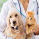 Best Dog Health Care Insurance Plans & Quotes | My Caring Dog – Tips, Stories, and Care Guides for Loving Pet Owners