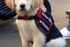 Golden Retriever Service Dog Training My Caring Dog – Tips, Stories, and Care Guides for Loving Pet Owners Golden Retriever Service Dog Training | My Caring Dog – Tips, Stories, and Care Guides for Loving Pet Owners