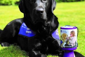 Best Canine Car Partners: A Guide My Caring Dog – Tips, Stories, and Care Guides for Loving Pet Owners Best Canine Car Partners: A Guide | My Caring Dog – Tips, Stories, and Care Guides for Loving Pet Owners