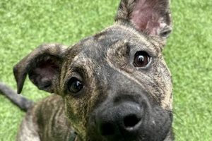 Adopt a Dog in San Francisco: Find Your Furry Friend My Caring Dog – Tips, Stories, and Care Guides for Loving Pet Owners Adopt a Dog in San Francisco: Find Your Furry Friend | My Caring Dog – Tips, Stories, and Care Guides for Loving Pet Owners