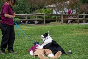 Become a Service Dog Trainer: Expert Guide My Caring Dog – Tips, Stories, and Care Guides for Loving Pet Owners Become a Service Dog Trainer: Expert Guide | My Caring Dog – Tips, Stories, and Care Guides for Loving Pet Owners