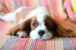 Top 10 Easy Dog Breeds for First-Time Owners My Caring Dog – Tips, Stories, and Care Guides for Loving Pet Owners Top 10 Easy Dog Breeds for First-Time Owners | My Caring Dog – Tips, Stories, and Care Guides for Loving Pet Owners