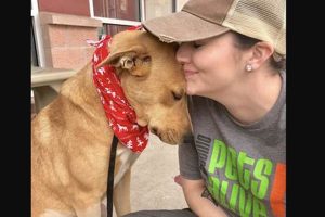 Best Animal Rescues in San Antonio, TX My Caring Dog – Tips, Stories, and Care Guides for Loving Pet Owners Best Animal Rescues in San Antonio, TX | My Caring Dog – Tips, Stories, and Care Guides for Loving Pet Owners
