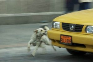 The Dog Catches the Car: Now What? My Caring Dog – Tips, Stories, and Care Guides for Loving Pet Owners The Dog Catches the Car: Now What? | My Caring Dog – Tips, Stories, and Care Guides for Loving Pet Owners