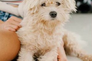 Pro Maintenance Dog Training for Your Car My Caring Dog – Tips, Stories, and Care Guides for Loving Pet Owners Pro Maintenance Dog Training for Your Car | My Caring Dog – Tips, Stories, and Care Guides for Loving Pet Owners