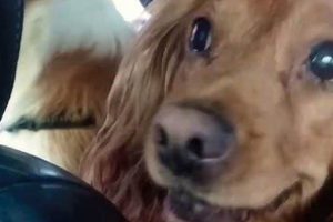 Help! My Dog Fears Car Washes: Expert Tips & Tricks My Caring Dog – Tips, Stories, and Care Guides for Loving Pet Owners Help! My Dog Fears Car Washes: Expert Tips & Tricks | My Caring Dog – Tips, Stories, and Care Guides for Loving Pet Owners