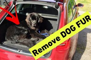 Easy Guide: Remove Dog Fur from Car Like a Pro My Caring Dog – Tips, Stories, and Care Guides for Loving Pet Owners Easy Guide: Remove Dog Fur from Car Like a Pro | My Caring Dog – Tips, Stories, and Care Guides for Loving Pet Owners