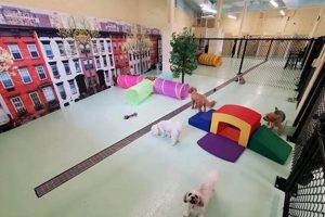Best Dog Day Care in Columbus, OH: Top Choices My Caring Dog – Tips, Stories, and Care Guides for Loving Pet Owners Best Dog Day Care in Columbus, OH: Top Choices | My Caring Dog – Tips, Stories, and Care Guides for Loving Pet Owners