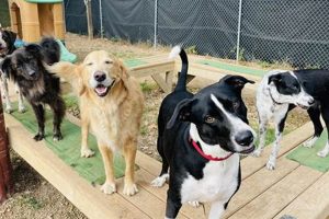 Best Woof Dog Day Care | Reliable & Fun | My Caring Dog – Tips, Stories, and Care Guides for Loving Pet Owners