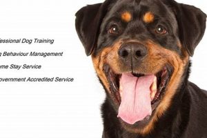 Expert Companion K9 Dog Services & Training My Caring Dog – Tips, Stories, and Care Guides for Loving Pet Owners Expert Companion K9 Dog Services & Training | My Caring Dog – Tips, Stories, and Care Guides for Loving Pet Owners