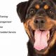 Expert Companion K9 Dog Services & Training | My Caring Dog – Tips, Stories, and Care Guides for Loving Pet Owners
