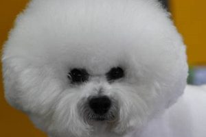 Top 10 Easy-Care Dog Breeds for Beginners My Caring Dog – Tips, Stories, and Care Guides for Loving Pet Owners Top 10 Easy-Care Dog Breeds for Beginners | My Caring Dog – Tips, Stories, and Care Guides for Loving Pet Owners