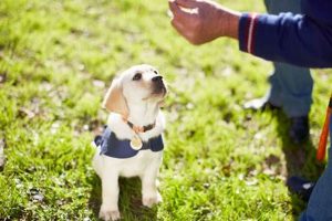 Lab Puppy Training Near Me My Caring Dog – Tips, Stories, and Care Guides for Loving Pet Owners Lab Puppy Training Near Me | My Caring Dog – Tips, Stories, and Care Guides for Loving Pet Owners