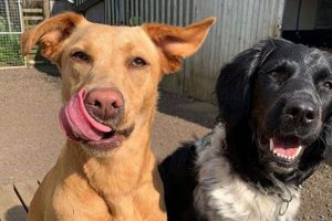 Best Country Mutt Dog Day Care & Boarding My Caring Dog – Tips, Stories, and Care Guides for Loving Pet Owners Best Country Mutt Dog Day Care & Boarding | My Caring Dog – Tips, Stories, and Care Guides for Loving Pet Owners