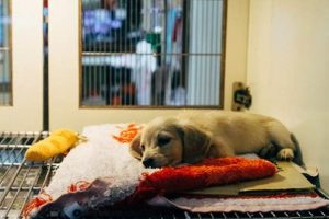 Rehome Your Car Dog Locally | Donate Near You My Caring Dog – Tips, Stories, and Care Guides for Loving Pet Owners Rehome Your Car Dog Locally | Donate Near You | My Caring Dog – Tips, Stories, and Care Guides for Loving Pet Owners