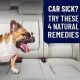 End Dog Car Sickness: Proven Cures & Tips | My Caring Dog – Tips, Stories, and Care Guides for Loving Pet Owners