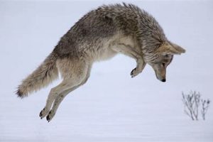 Canines Animal | My Caring Dog – Tips, Stories, and Care Guides for Loving Pet Owners